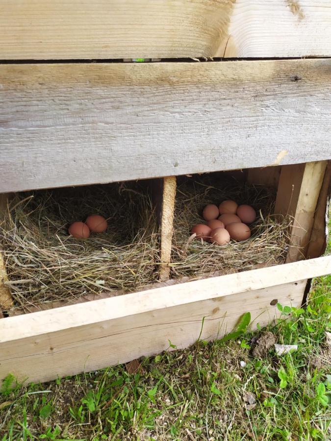 Tourist Farm Strle With Great Local Food Villa Cerknica Exterior foto